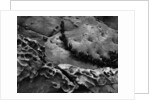Vine on Eroding Beach Rocks by Anonymous