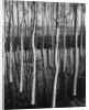 Trees in Shallow Water by Anonymous