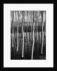 Trees in Shallow Water by Anonymous