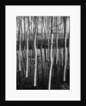 Trees in Shallow Water by Anonymous