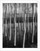 Trees in Shallow Water by Anonymous