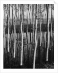 Trees in Shallow Water by Anonymous