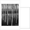 Trees in Shallow Water by Anonymous