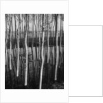 Trees in Shallow Water by Anonymous