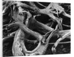 Dead Tree Roots by Anonymous