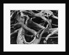 Dead Tree Roots by Anonymous
