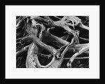 Dead Tree Roots by Anonymous
