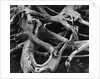 Dead Tree Roots by Anonymous