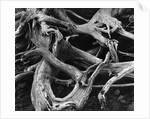 Dead Tree Roots by Anonymous