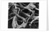 Dead Tree Roots by Anonymous