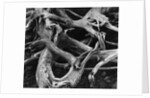 Dead Tree Roots by Anonymous