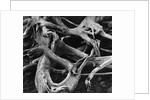 Dead Tree Roots by Anonymous