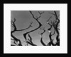 Twisting Tree Branches by Anonymous