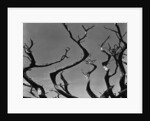 Twisting Tree Branches by Anonymous
