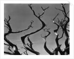Twisting Tree Branches by Anonymous