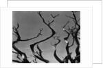 Twisting Tree Branches by Anonymous
