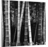 Bamboo Forest by Brett Weston
