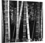 Bamboo Forest by Brett Weston