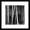 Bamboo Forest by Brett Weston