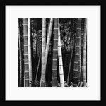 Bamboo Forest by Brett Weston