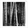 Bamboo Forest by Brett Weston