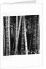 Bamboo Forest by Brett Weston