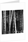Bamboo Forest by Brett Weston