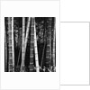 Bamboo Forest by Brett Weston