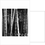 Bamboo Forest by Brett Weston