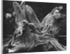 Driftwood Stump by Brett Weston