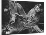 Driftwood Stump by Brett Weston