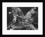 Driftwood Stump by Brett Weston