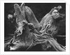 Driftwood Stump by Brett Weston