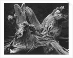 Driftwood Stump by Brett Weston