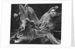 Driftwood Stump by Brett Weston