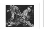 Driftwood Stump by Brett Weston
