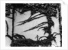 Ivy Growing on a Cement Wall by Anonymous