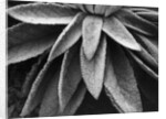 Desert Plant by Anonymous