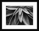 Desert Plant by Anonymous