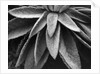 Desert Plant by Anonymous