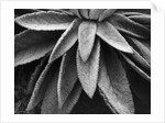 Desert Plant by Anonymous