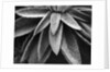 Desert Plant by Anonymous