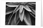 Desert Plant by Anonymous