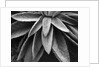 Desert Plant by Anonymous