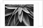 Desert Plant by Anonymous