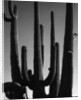 Saguaro by Anonymous