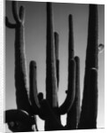Saguaro by Anonymous