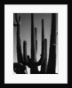 Saguaro by Anonymous