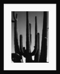 Saguaro by Anonymous