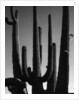 Saguaro by Anonymous